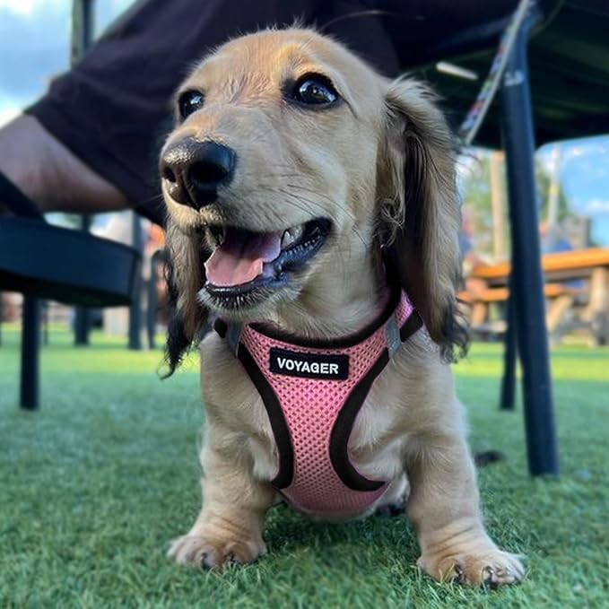 Voyager Step-In Air Dog Harness by Best Pet Supplies - All Weather Mesh Step in Vest Harness for Small and Medium Dogs, Pink/Black Trim, size XS - Chest: 13 - 14.5"