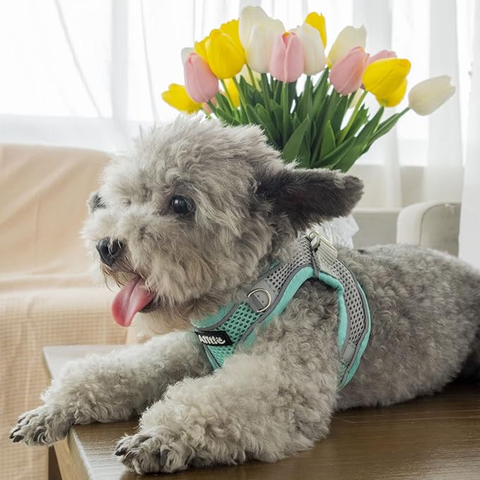 AIITLE Comfortable Dog Harness and Leash Set for Walking - Summer Step in Vest Harness,Reflective Bands, Adjustable No Pull Puppy Essentials, for Small Dogs and House Cats Turquoise XS