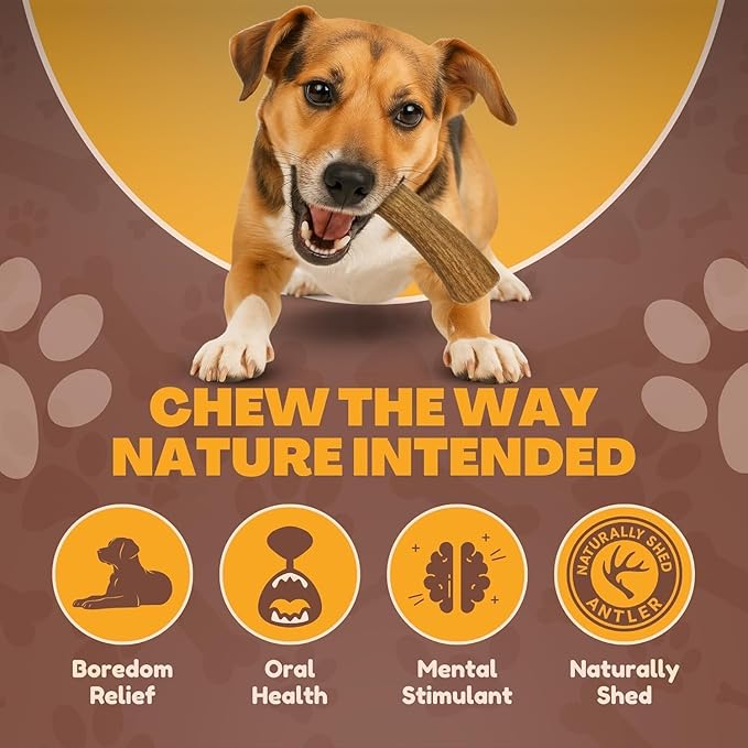 WhiteTail Naturals - Antlers for Extra Small Dogs (6 Pack) Deer Antler Dog Chew Bones for Extra Small Aggressive Chewers - Long Lasting Horn Chew Toys - Naturally Shed
