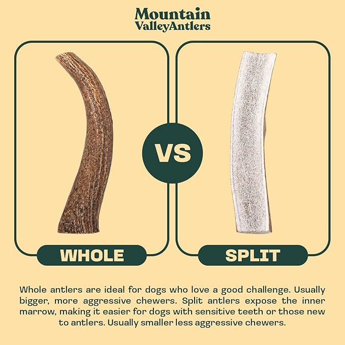 Mountain Valley Moose Antlers for Dogs - 100% Natural & Organic Chew for Aggressive Chewers, No Odor, No Mess, Long Lasting - Wild-Foraged Naturally Shed Antlers in USA - Grade A, Whole Large (1 Pack)