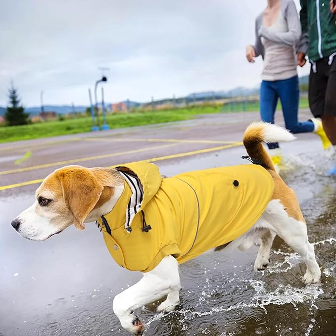 Dog Raincoat Waterproof Raincoats Dog rain Jacket Buttons Zipper Hood Drawstring Suitable for Small Medium Yorkie Terrier Schnauzer Poodle Border Collie Labrador 8lbs to 80lbs Yellow M