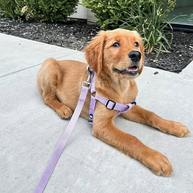 Blueberry Pet Essentials 21 Colors Durable Classic Dog Leash 5 ft x 5/8", Lavender, Small, Basic Nylon Leashes for Dogs