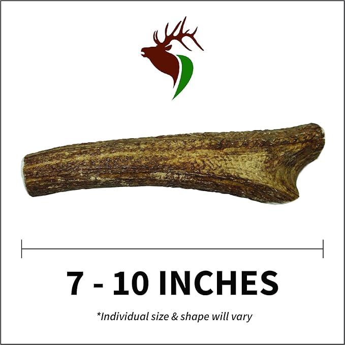 – X Large Whole Single Pack (for 50-90 lb Dogs) Premium Grade Elk Antler for Dogs (1 Piece) Sourced in The USA