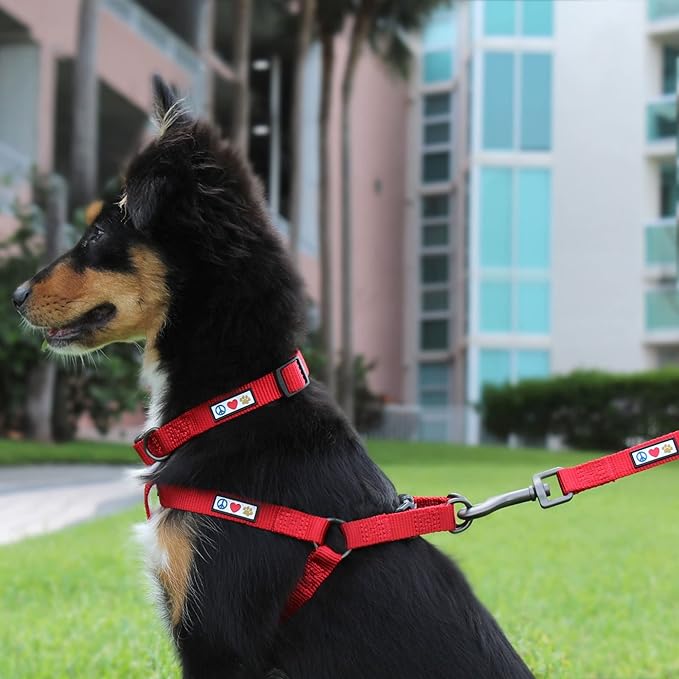 Pawtitas Personalized Dog Leash Embroidered Customize with Your Pet Name & Phone Number Puppy 6 ft Long Small Brown Custom Engraved Name, Customized XS/S (Pack of 1)