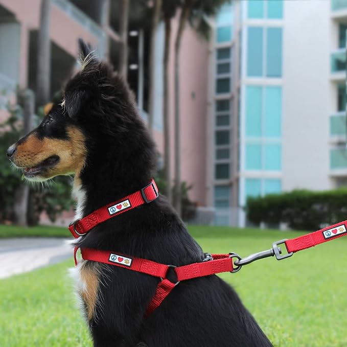 Pawtitas 6 FT Solid Color Leash for Puppy and Dog Leash Dog Training Leash 6 ft or 1.8 m Dog Leash Extra Extra Small Dog Leash can be Used for as a Cat Leash Orchid Dog Leash