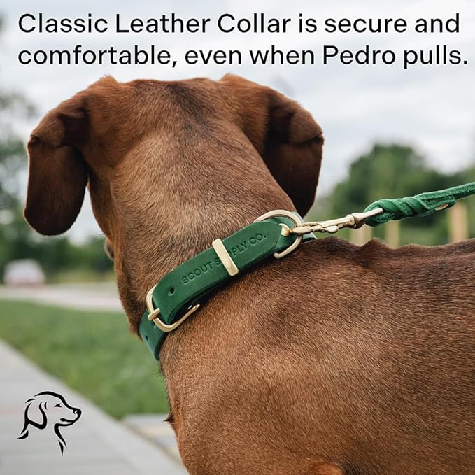 Classic Genuine Leather Dog Collar | Dog Collars for Medium Dogs, Small Dogs, Large Dogs & Extra Large Dog | Wide Dog Collar | Heavy Duty Dog Collar (Green, S: 0.5" Wide for 7.5"-10.5" Neck)
