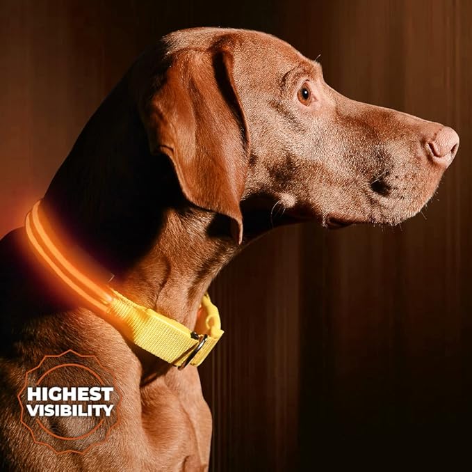 ILLUMISEEN LED Dog Collar USB Rechargeable - Bright & High Visibility Lighted Glow Collar for Pet Night Walking - Weatherproof, in 6 Colors & 6 Sizes (Orange X-Large)