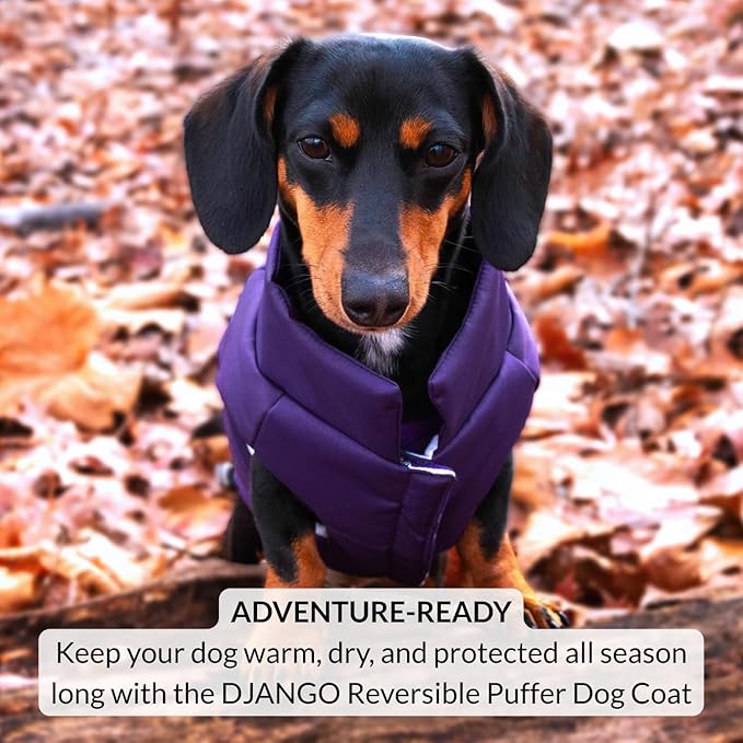 DJANGO Reversible Puffer Dog Coat – Warm Winter Dog Jacket & Water-Repellent Insulated Dog Coat w/Harness Hole, Windproof, Adjustable Fit for Small & Medium Dogs, Dachshunds – Violet Purple, Medium