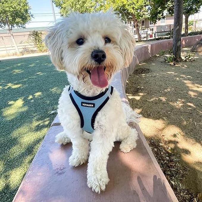 Best Pet Supplies Voyager Step-in Air Harness - All Weather Mesh, Reflective, No Pull Harness for Dogs, Cats - Secure with Hook & Loop Fastener, Buckle, Double D-Rings - Baby Blue/Black Trim, XL