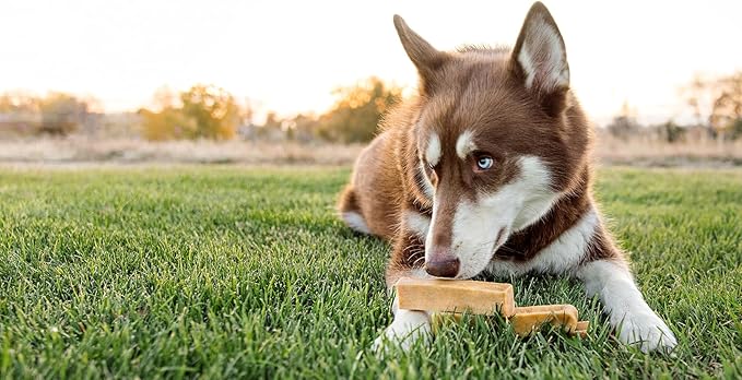 peaksNpaws Yak Cheese, High Protein, Himalayan Dogs Chews, Natural Dog Treats, Lactose Free, Long Lasting Dogs Treat for Aggressive Chewers Under 55 lbs 20 Large Chew Sticks
