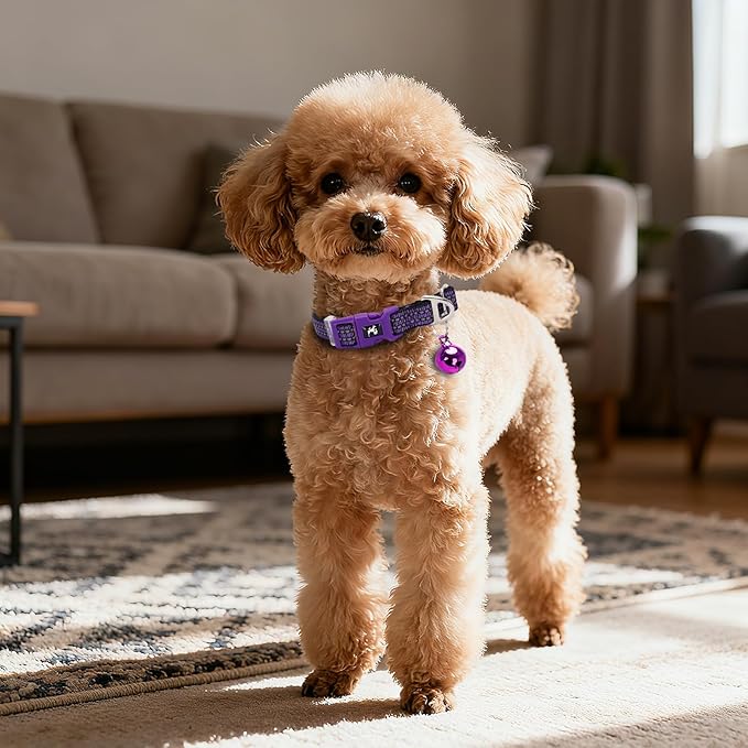 Reflective Dog Collar with Bell - Adjustable Nylon Puppy Collar for Small Dogs, Chihuahua Pomeranian - Night Safety (Purple XS)