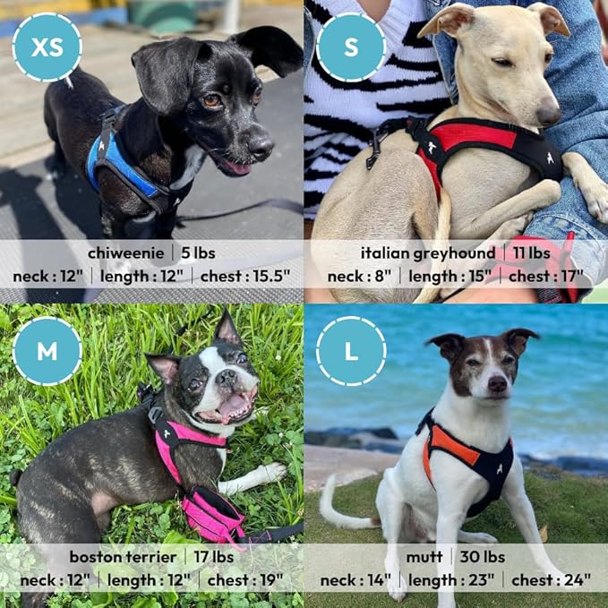 Gooby Escape Free Easy Fit Harness - Blue, X-Small - No Pull Step-in Patented Small Dog Harness with Quick Release Buckle - Perfect On The Go No Pull Harness for Small Dogs or Medium Dog Harness