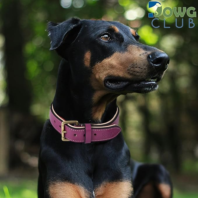 Genuine Leather Dog Collar | Full Grain, Heavy Duty, Comfortable, Padded, Strong | Best for Pups, Small, Medium, Large & XL Breeds (X-Large (Fit Neck Size 22"-26"), Dark Pink)