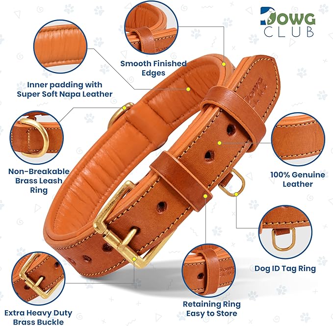 Genuine Leather Dog Collar | Full Grain, Heavy Duty, Comfortable, Padded, Strong | Best for Pups, Small, Medium, Large & XL Breeds (Small (Fit Neck Size 11.5"-14.5"), Tangerine Orange)