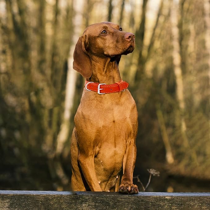 Riparo Dog Collar - Genuine Leather Dog Collars - Heavy Duty Dog Collars for Medium Large and Extra Large Dog Breeds (XL: 1.5” Wide for 22” - 26” Neck, Red)
