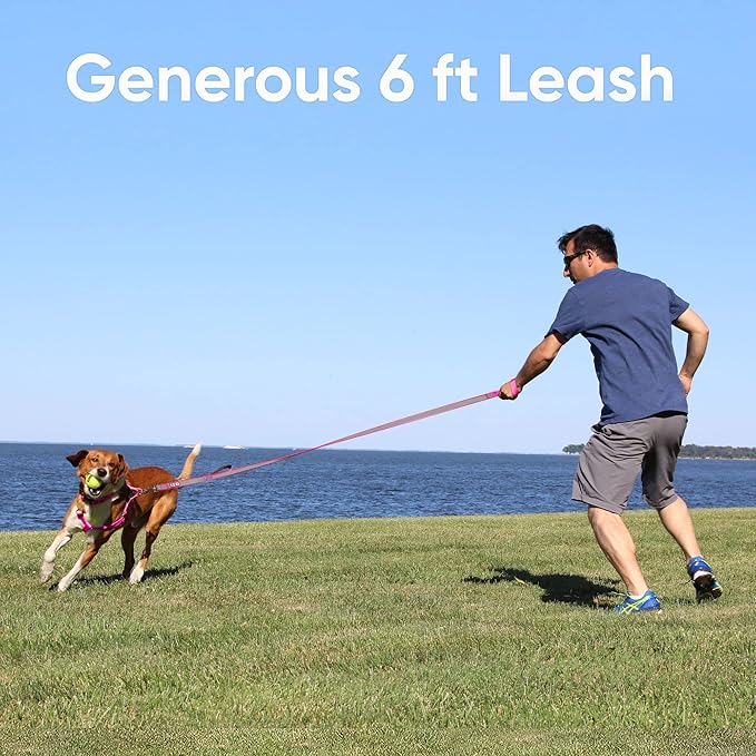 Pawtitas 6 FT Padded Dog Leash with Comfortable Neoprene Padding Handle - Green Lead | Small Reflective Dog Leash with Highly Reflective Band Perfect for Extra Small and Small Dogs and Puppies.