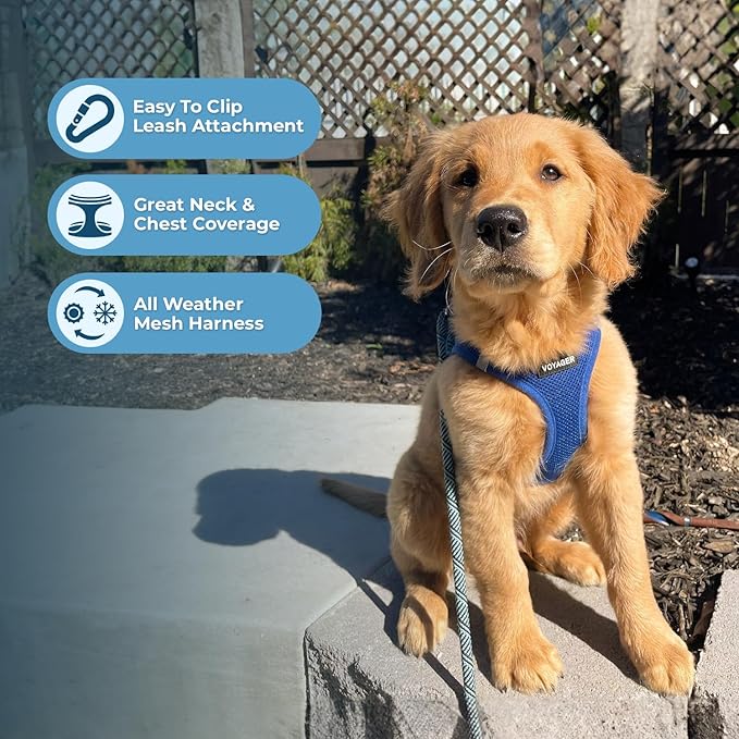 Best Pet Supplies Voyager Step-in Air Harness - All Weather Mesh, Reflective, No Pull Harness for Dogs, Cats - Secure with Hook & Loop Fastener, Buckle, Double D-Rings - Royal Blue, XXXS