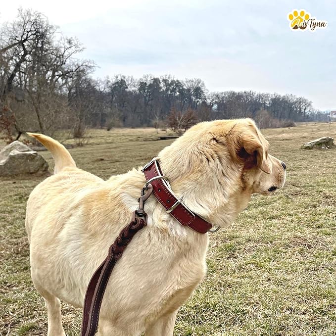 ADITYNA Heavy-Duty Leather Dog Collar for Small Dogs - Soft Padded for Comfort - Small Dog Collar for Walking, Training, and Hiking