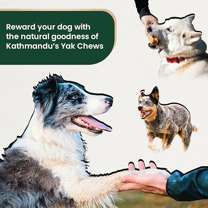 KATHMANDU'S 100% Natural Yak Cheese Himalayan Dog Chews - All Natural and Protein-Rich Nutrition Dog Treats, Long Lasting Chews for Aggressive Chewers, Odor Free Yak Chew | Large/X Large (Pack of 8)