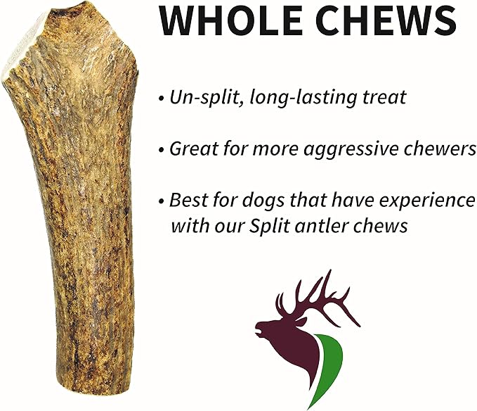 Monster Whole Single Pack (for 90+ lb Dogs) Premium Grade Elk Antler for Dogs (1 Piece) Sourced in The USA