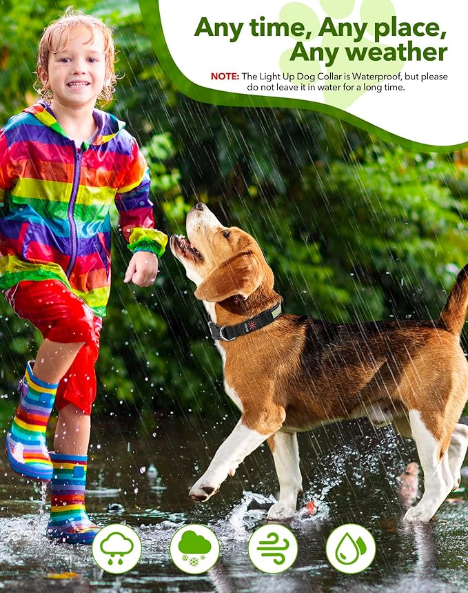 Weesiber Light Up Dog Collar - LED Dog Collar Rechargeable Glow in The Dark Reflective Pet Collar, Safety Doggy Lights for Night Walking(Green, M)