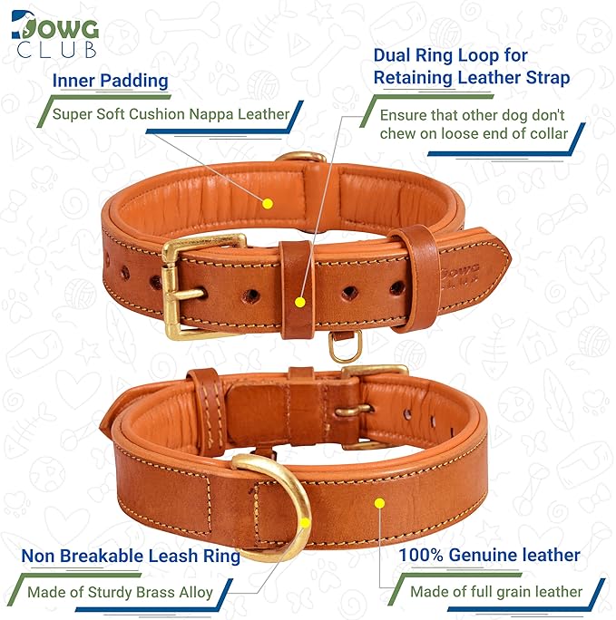Leather Dog Collar for Medium Dogs, Orange, 1 Inch Wide, Genuine Leather, Heavy Duty with Soft Inner Padding, Comfortable and Durable (Medium (Fit Neck Size 14.5"-18.5"), Tangerine Orange)