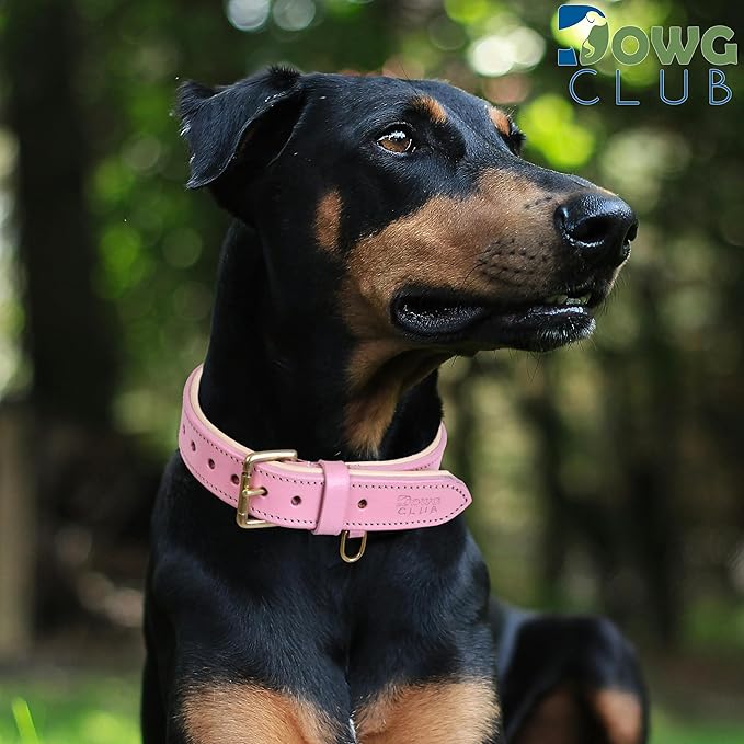 Leather Dog Collar for Extra Large Dogs, Light Pink, 1.5 Inch Wide, Genuine Leather, Heavy Duty with Soft Inner Padding, Comfortable and Durable(Blush Pink, XL (Fit Neck Size 22"-26"))