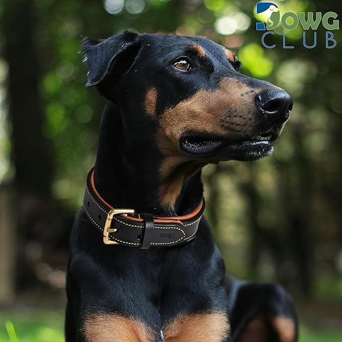 Genuine Leather Dog Collar | Full Grain, Heavy Duty, Comfortable, Padded, Strong | Best for Pups, Small, Medium, Large & XL Breeds (X-Large (Fit Neck Size 22"-26"), Black)