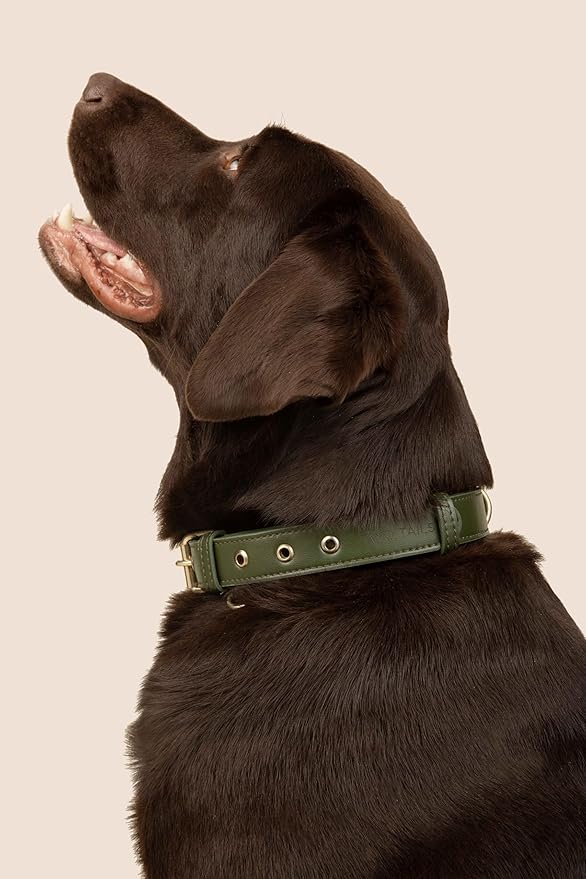 Two Tails Pet Company Cactus Vegan Leather Dog Collar, Adjustable Pet Collar with Gold Hardware and D Rings for Leash and ID Tag for Dogs and Puppies, Easy to Clean & Eco Friendly, Green, Size Small