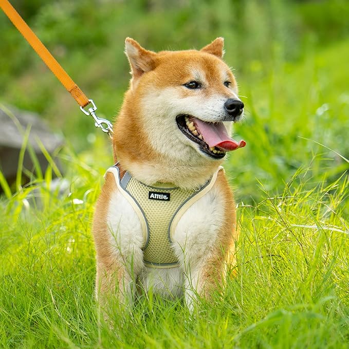 AIITLE Easy Walk Dog Harness and Leash Set - Pet Supply No Pull, Step in Adjustable Pet Harnesses with Padded Vest for Summer, No Choke Over, Easy to Put on Medium Dogs Beige L