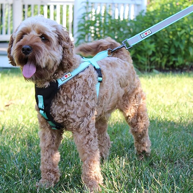 Pawtitas 6 FT Padded Dog Leash with Comfortable Neoprene Padding Handle - Orange Lead | Medium Reflective Dog Leash with Highly Reflective Band Perfect for Medium and Large Dogs and Puppies.