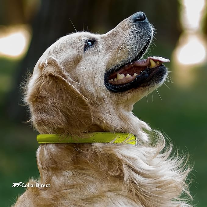 CollarDirect Rolled Leather Dog Collar, Soft Padded Round Puppy Collar, Handmade Genuine Leather Collar Dog Small Large Cat Collars 13 Colors (18-22 Inch, Lime Green Textured)
