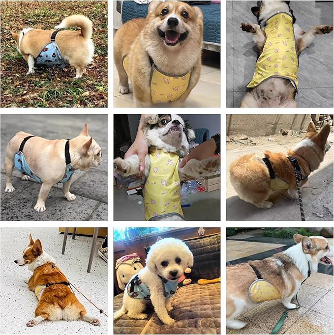 Waterproof Belly Shield for Corgis & Dachshunds – Adjustable underbelly Protector. Male/Female Designs. Stays Dry in rain, mud & Grass. Ideal for Sensitive Skin (Blue - Female, M)