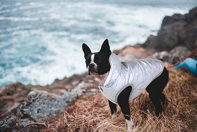 Windproof Waterproof Dog Coat Fleece & Cotton Lined Warm Jacket, Cold Weather Pet Apparel Clothes Vest for Small Medium Large Dog (XL, Silver)