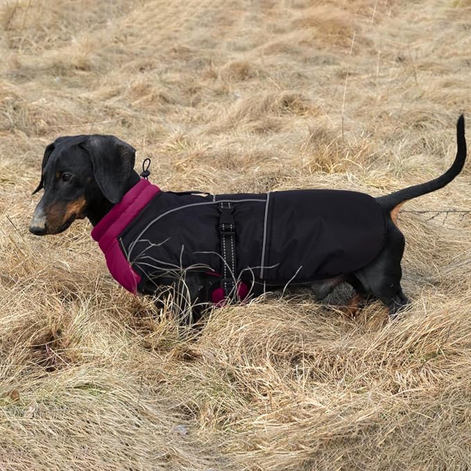 Lelepet Dachshund Coat Warm Dog Winter Coat Waterproof Dog Jacket with Fleece Lining, Reflective Outdoor Dachshund Snowsuit with Leash Hole Adjustable Neckline,Coats for Small Medium Dogs,Purple, L