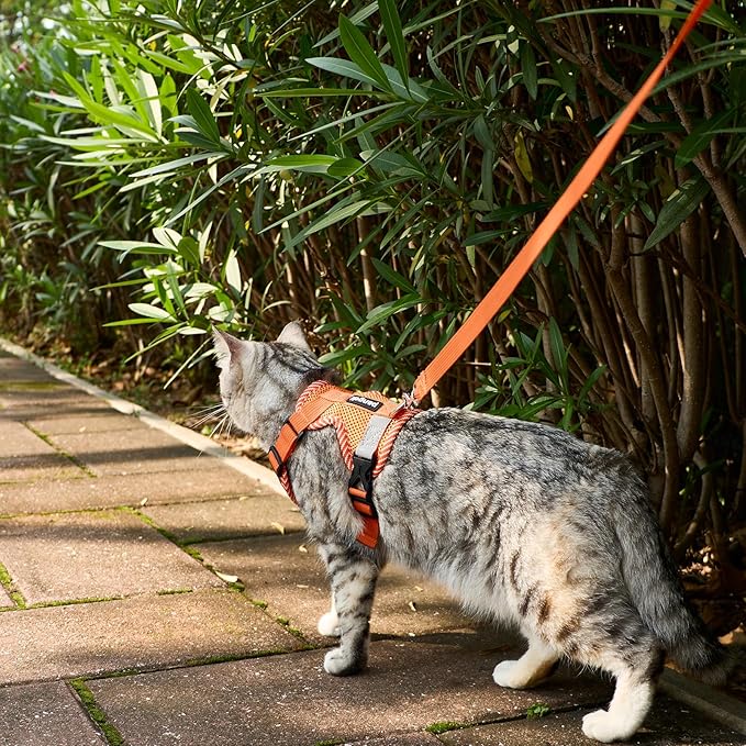 Cat Harness and Leash Escape Proof Extra Large Kitten Harness Maine Coon Cat Vest for Walking Travel, Orange, XXL