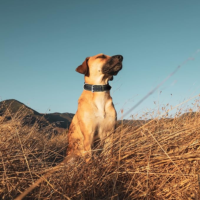 Riparo Dog Collar - Genuine Leather Dog Collars - Heavy Duty Dog Collars for Medium Large and Extra Large Dog Breeds (L: 1.25” Wide for 18” - 22” Neck, Black/Orange Thread)