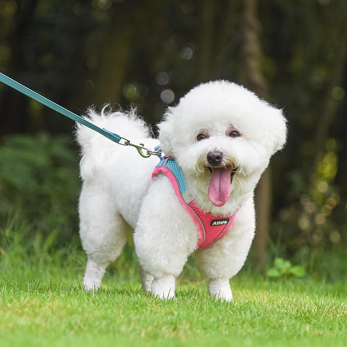 AIITLE Small Harness for Puppy with A Leash - Summer Dog Vest Harness with Super Breathable Mesh, Reflective No-Pull Pet Harness for Outdoor Walking, Camping for Small Dogs, Cats Hot Pink XXS