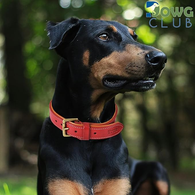 Leather Dog Collar for Extra Large Dogs, 1.5 Inch Wide Red Dog Collar | Genuine, Full Grain, Heavy Duty, Comfortable, Inner Soft Padding | (X-Large (Fit Neck Size 22"-26"), Red)
