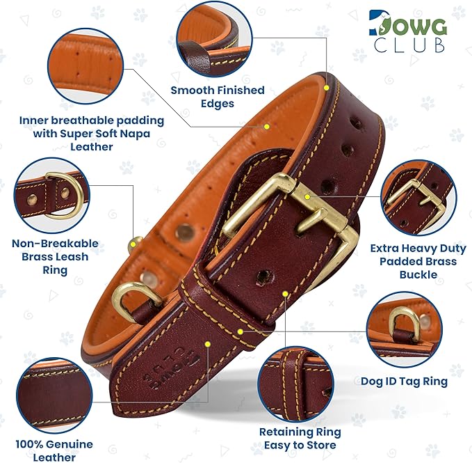 Genuine Leather Dog Collar | Padded, Full Grain, Heavy Duty, Comfortable, Strong | Best for Pups, Small, Medium, Large & XL Breeds (Small (Fit Neck Size 11.5"-14.5"), Dark Brown)