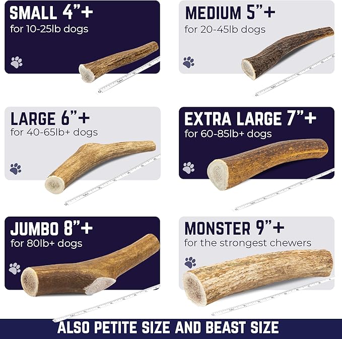 Devil Dog Pet Co. Elk Antlers for Dogs, Extra Large 7"+, 1 Pack, Grade A Long Lasting Chew for Aggressive Chewers, Premium USA Naturally Shed Antler – Healthy, No Odor, Durable Dog Chew