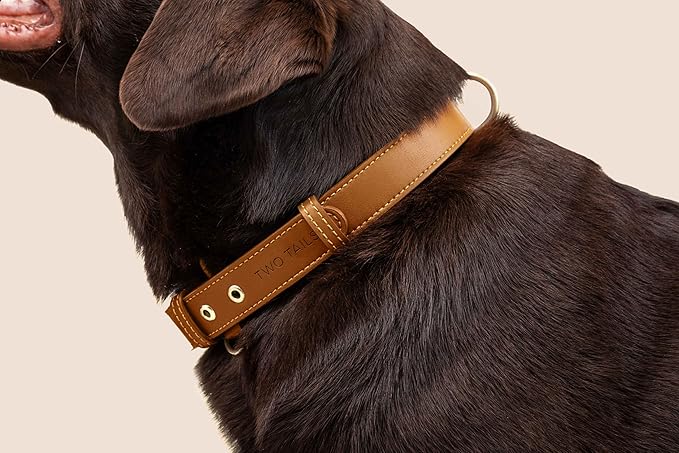 Two Tails Pet Company Cactus Vegan Leather Dog Collar, Adjustable Pet Collar With Gold Hardware and D Rings for Leash and ID Tag for Dogs and Puppies, Easy to Clean & Eco Friendly, Caramel, Size Large