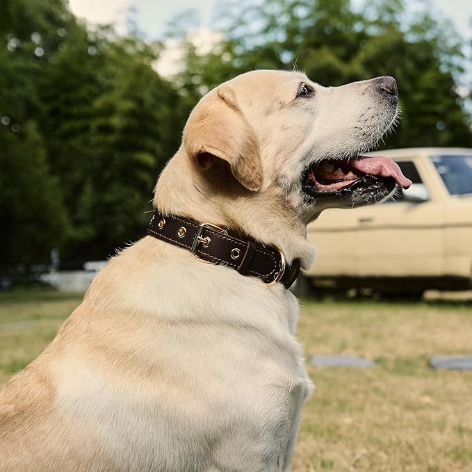 Leather Dog Collar,Dog Collar with Adjustable Sturdy Metal Buckle,Heavy Duty Dog Collar for Walking, Hiking, Training, Hunting (Brown,M:16.2"-22" Neck)