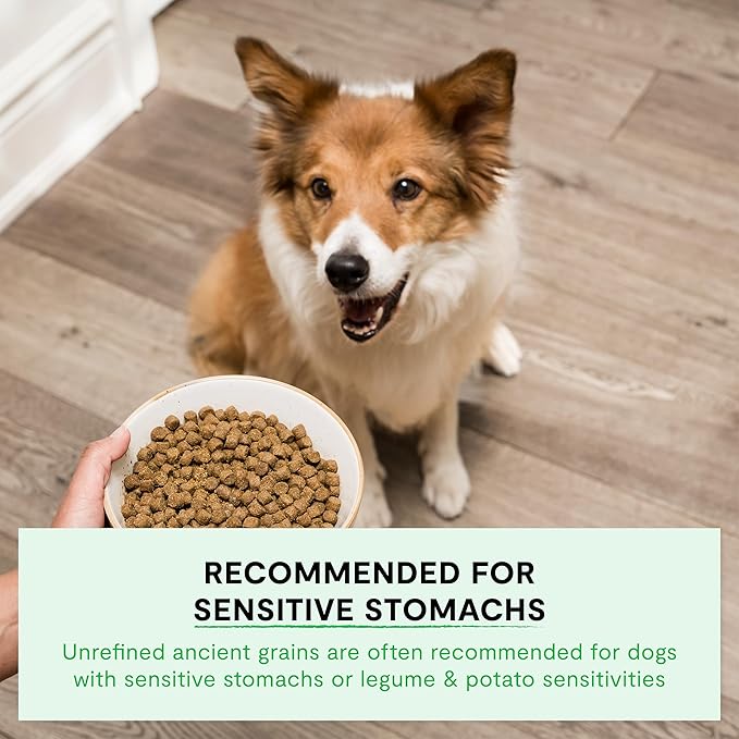 Open Farm, Ancient Grains Dry Dog Food, Protein-Rich & Nutrient Dense, 90% Animal Protein Mixed with Non-GMO Fruits, Veggies and Superfoods, Harvest Chicken Recipe, 22lb Bag