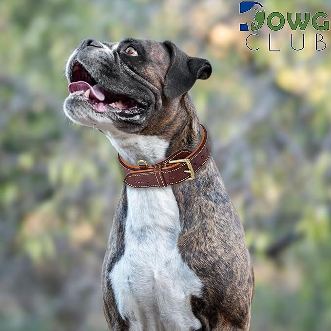 Genuine Leather Dog Collar | Padded, Full Grain, Heavy Duty, Comfortable, Strong | Best for Pups, Small, Medium, Large & XL Breeds (Small (Fit Neck Size 11.5"-14.5"), Dark Brown)