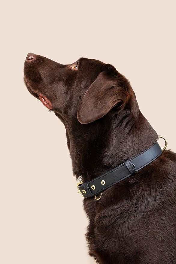 Two Tails Pet Company Cactus Vegan Leather Dog Collar, Adjustable Pet Collar with Gold Hardware and D Rings for Leash and ID Tag for Dogs and Puppies, Easy to Clean & Eco Friendly, Black, Size Medium