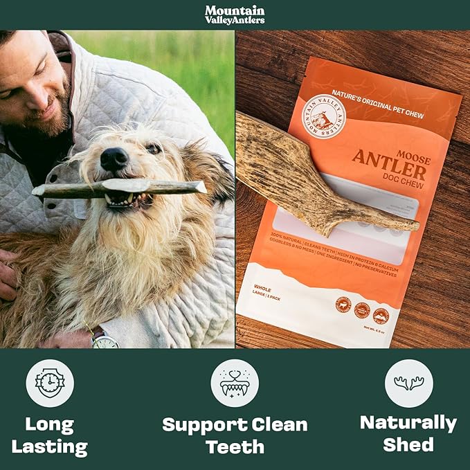 Mountain Valley Moose Antlers for Dogs - 100% Natural & Organic Chew for Aggressive Chewers, No Odor, No Mess, Long Lasting - Wild-Foraged Naturally Shed Antlers in USA - Grade A, Whole Large (1 Pack)