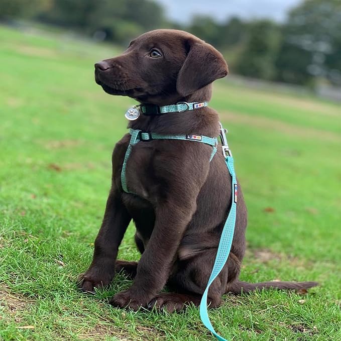 Pawtitas 6 FT Pet Puppy Leash Reflective Dog Leash Comfortable Handle Highly Reflective Threads Heavy Duty Dog Training Leash Available as a 6 ft Small Dog Blue Leash
