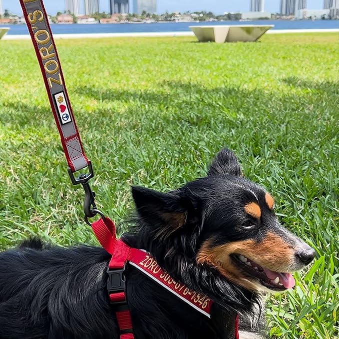 Pawtitas Personalized Dog Leash Embroidered Customize Your Pet Name & Phone Number Puppy Reflective 6 ft Long Small Pink Custom Tag Name, Pink Reflective 🔦 Padded