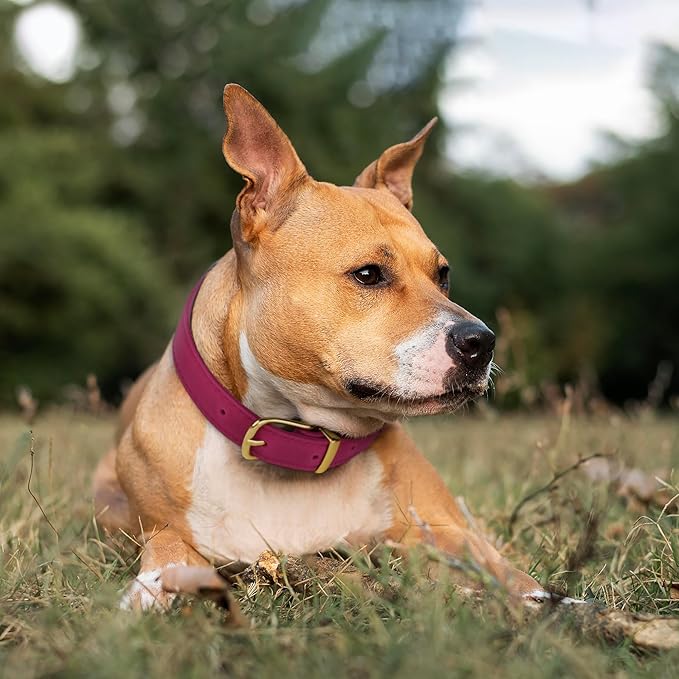 Leather Dog Collar - Heavy Duty Adjustable Soft Padded Pet Collars for Small Medium Large Dogs Breed - Black Green Brown Pink Red Blue (Pink, M, 12"-15" Neck Fit)